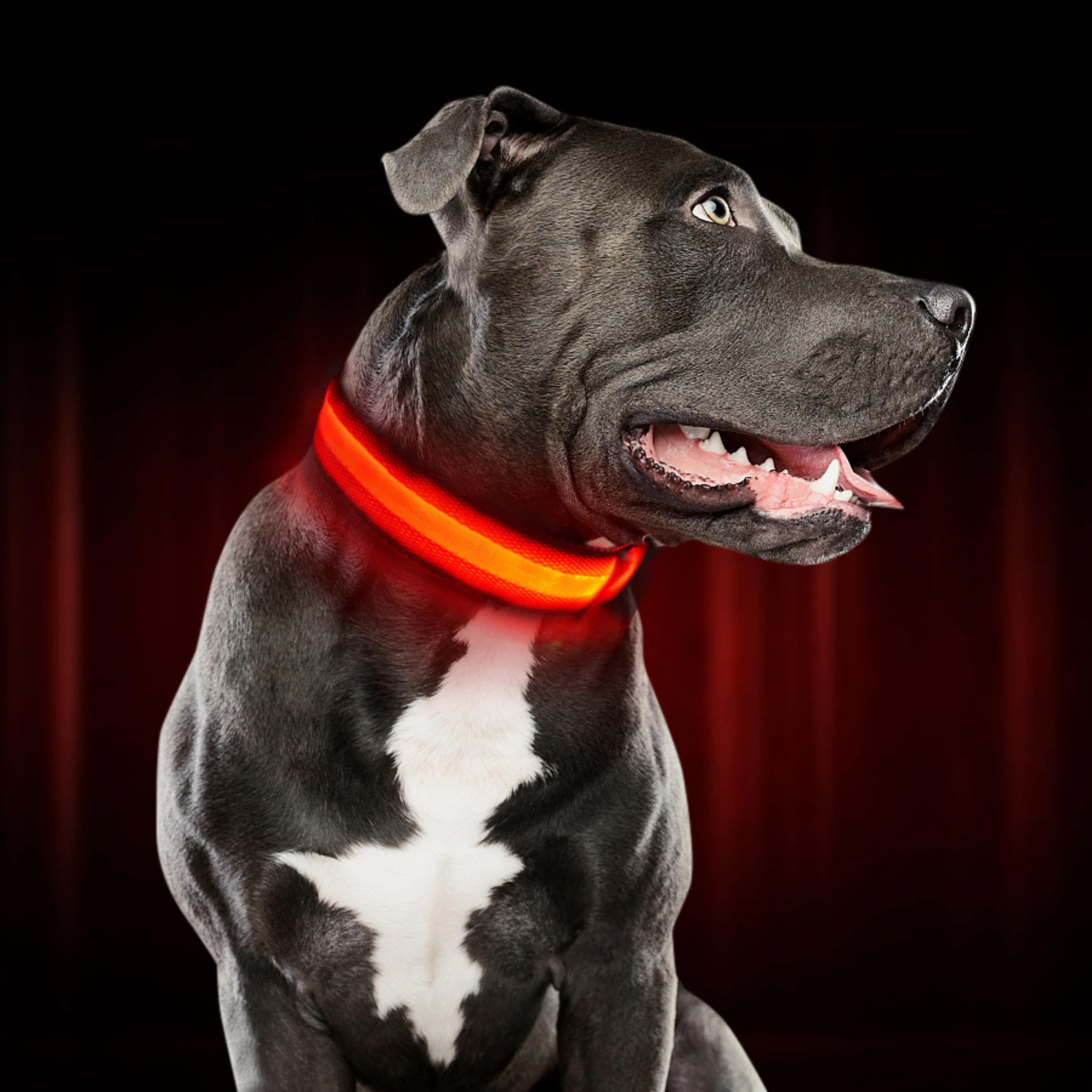 Glow-Halsband für Hunde | LED-Hundehalsband | GlowHund